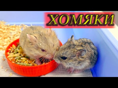 Видео: МОИ ПИТОМЦЫ ХОМЯКИ. ЛЯПЫ ОТ ЯРОСЛАВЫ