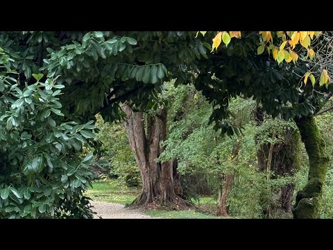 Видео: Морская кошка в прямом эфире!