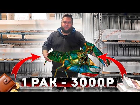 Видео: ЗАПУСТИЛ НОВЫЙ БИЗНЕС/КУПИЛИ РАКОВ 