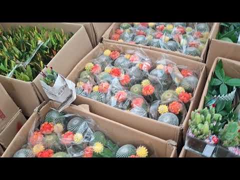 Видео: Янги гулларимиз келди