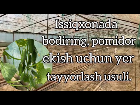 Видео: (1 қисм) Иссиқхонага бодринг экиш учун ер тайёрлаш усули. Рокки Ф1 экилади.