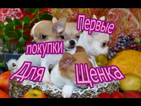 Видео: Первые покупки для щенка
