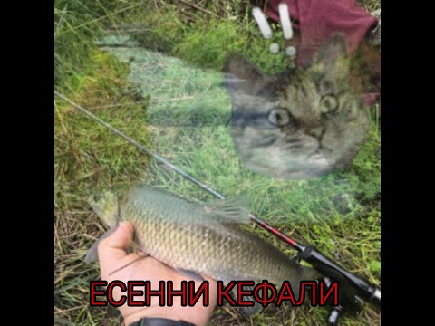 Видео: Риболов на есенни кефали с тротинетка!