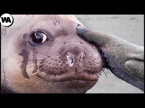 Видео: Худшие Животные в Мире