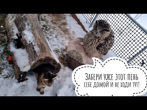 Видео: Неясыти Макита и Штиль обживаются. Кошка Морошка проверяет, какое утро у совы Ёлки: было доброе!