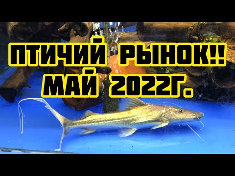 Видео: Птичий рынок! Май 2022!