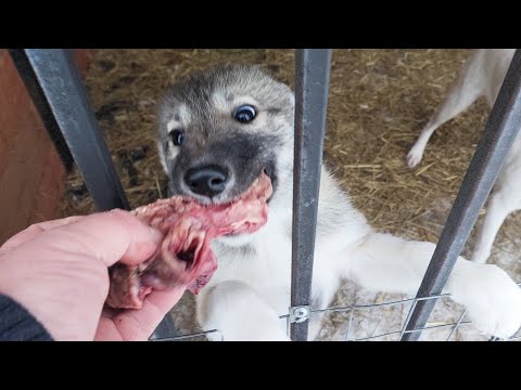 Видео: Лосиная подкормка  щенкам