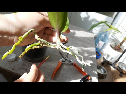 Видео: Отделяю детку орхидеи от пенька. Как отделить детку орхидеи. детка орхидеи