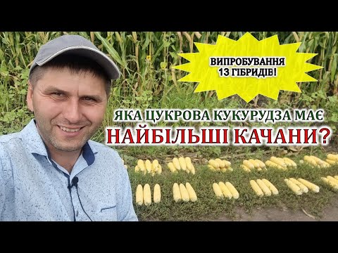 Видео: Яка цукрова кукурудза має найбільші качани?