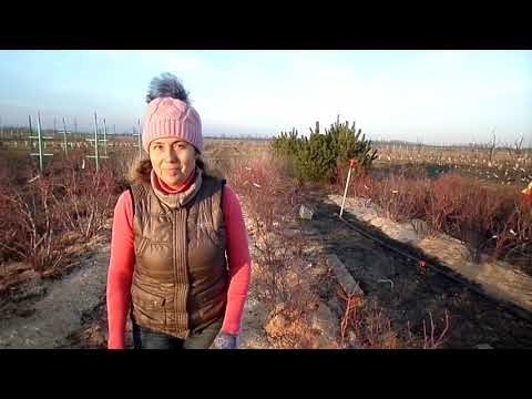 Видео: Обрезка 6 и 7 летних кустов голубики