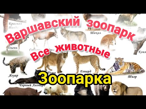 Видео: Зоопарк в Варшаве 