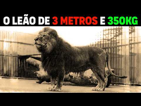 Видео: Лев - СИМБА МЕГА ЛЕВ 3 МЕТРА И 350 КГ | Лев больше тигра