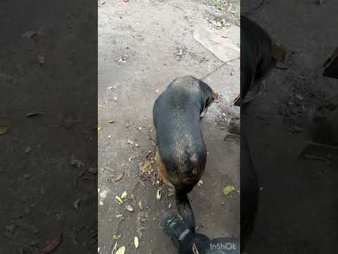 Видео: I feed other people's dogs with quests, I feel sorry for them🥹Я кормлю чужих собак , мне их жалко🥹