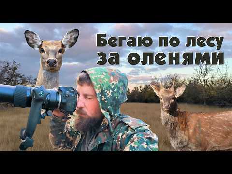 Видео: За дикими оленями в осенний лес. Охота с фотоаппаратом