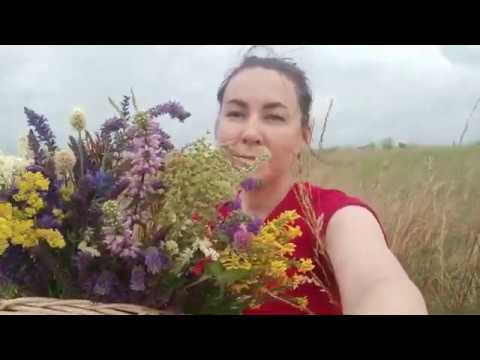 Видео: Земляника, шелковица, шалфей, чабрец, Щученский плацдарм, река Дон - прогулка по Лискинскому району!