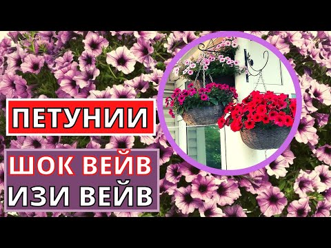 Видео: ПЕТУНИЯ серия Вейв- Шок Вейв и Изи Вейв. Характеристики и преимущества сорта