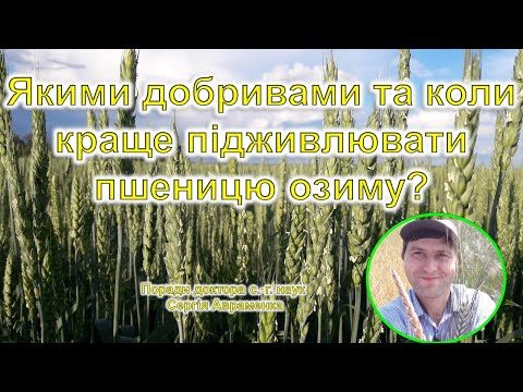 Видео: Якими добривами та в який період підживлювати пшеницю?