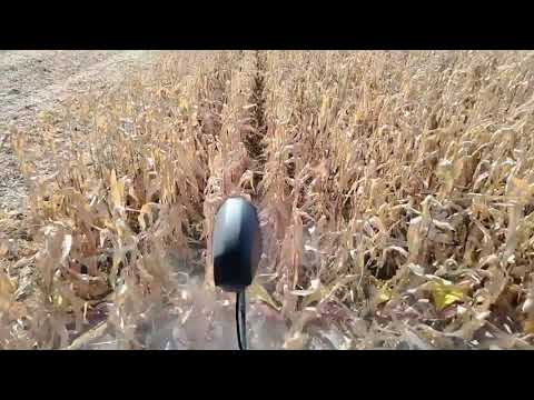 Видео: Про озимую пшеницу🌾и кукурузу🌽