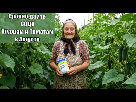 Видео: Срочно дайте СОДУ Огурцам и Томатам в Августе и будете собирать урожай ведрами до заморозков!