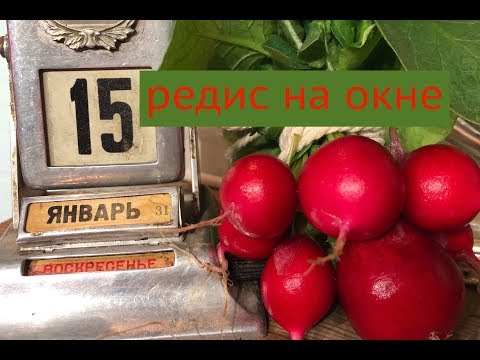 Видео: Дачные сезоны с Мариной Рыкалиной 15.01.19. Герань формировка. Редис на окне. Огурцы подкормка.