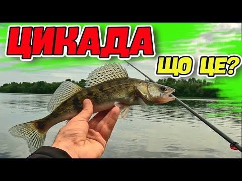 Видео: ⚡ ЯК ЛОВИТИ НА ЦИКАДУ ⚡