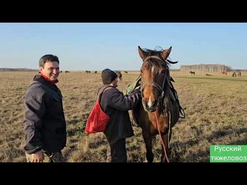 Видео: Ожеребилась вороная красотка | недочёт в табуне