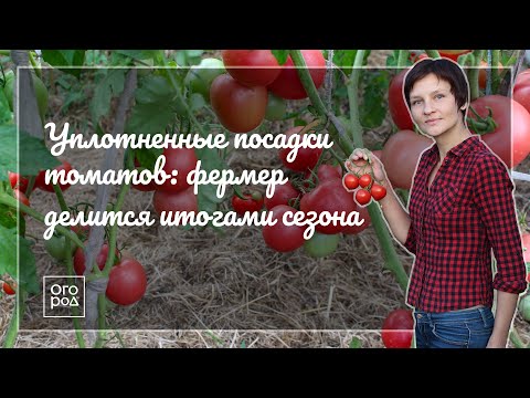 Видео: Уплотненные посадки томатов: фермер делится итогами сезона