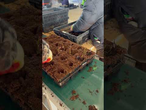 Видео: Сажаем саженцы на сезон 2025