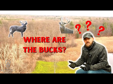 Видео: Почему на моей территории нет самцов? Как стимулировать самцов к подстилке на вашей территории дл...