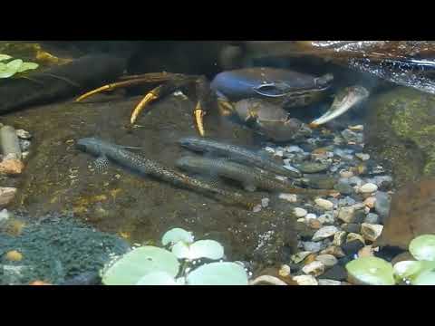 Видео: Бычок стифодон «ST01»