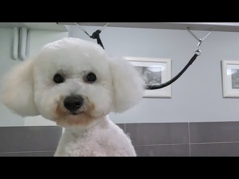 Видео: Бишон/стрижка/длинные уши