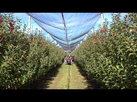 Видео: «Южный сад» собрал более 4 тысяч тонн яблок