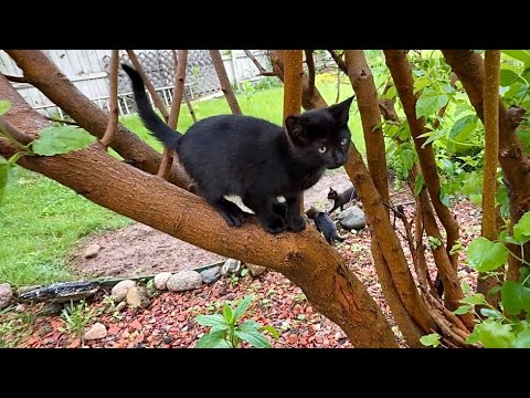 Видео: Если вам нравится смотреть, как котята играют, прыгают и лазают по деревьям, тогда посмотрите это...
