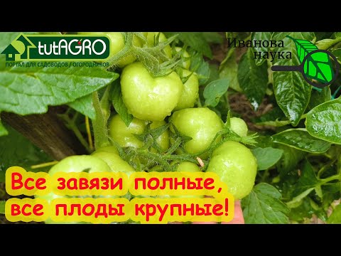 Видео: КАЖДЫЙ ЦВЕТОК ДАСТ ЗАВЯЗЬ, КАЖДЫЙ ТОМАТ - КРУПНЫЙ! Обзор средств для повышения завязываемости плодов