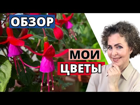 Видео: Как расцвел Мой Летний САД на балконе