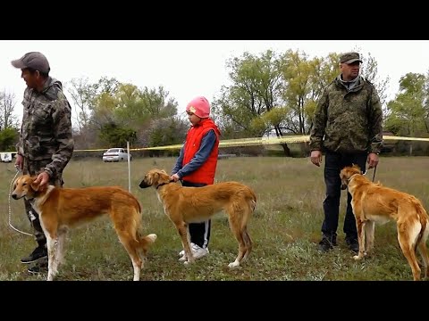 Видео: Вторая  районная выставка охотничьих собак «Левобережье - 2022» в Приморске 2 мая 2022 года
