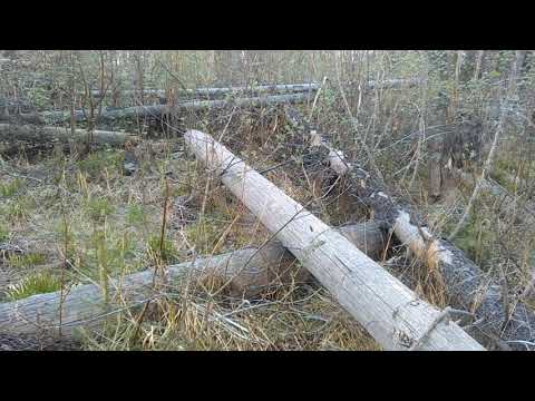 Видео: Закон о валежнике. Пилить лес можно?