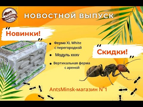 Видео: НОВИНКИ МУРАВЬИНЫХ ФЕРМ / НОВЫЕ МУРАВЬИ / НОВОСТНОЙ ВЫПУСК!!! #муравьинаяферма #antsminsk #antfarm
