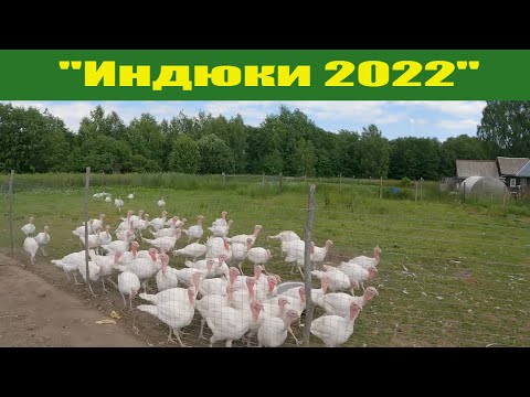 Видео: Проект "Индюки 2022"! Разведение индюков в подсобном хозяйстве!