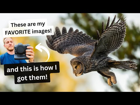 Видео: Мои ЛЮБИМЫЕ фотографии дикой природы и как я их создал! Советы профессионального фотографа дикой ...