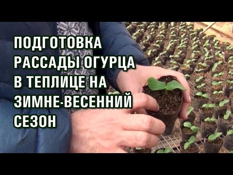 Видео: Подготовка рассады огурца в теплице на зимний - весенний сезон