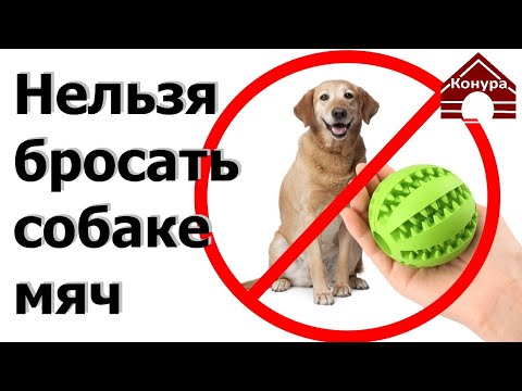 Видео: 174. Почему собаке никогда ничего нельзя бросать. Почему собаке нельзя бросать мяч