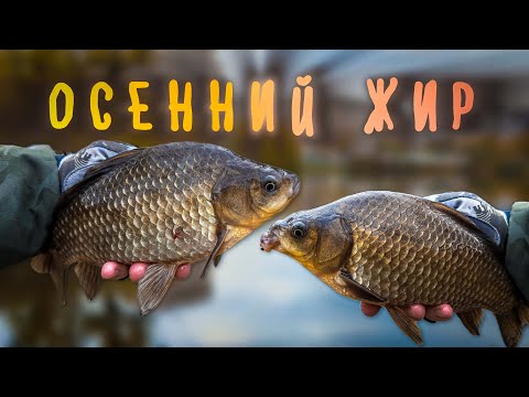 Видео: ПОПЛАВОК ОТДЫХАЕТ! ТАКИЕ ТОЛСТЯКИ КЛЮЮТ ТОЛЬКО на СПИННИНГ! / МОРМЫШИНГ поздней ОСЕНЬЮ