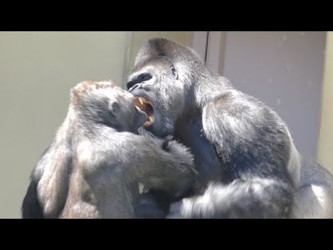 Видео: Никто не может остановить возбужденного Shabani❗️gorilla