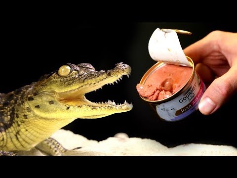 Видео: ЧТО БУДЕТ, ЕСЛИ КРОКОДИЛУ ДАТЬ ЕДУ ДЛЯ КОШЕК И СОБАК?  РЕАКЦИЯ КРОКОДИЛА НА ИГРУШКИ