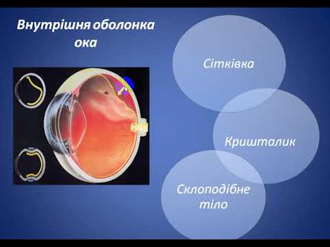 Видео: Будова ока людини. Акомодація ока. Оптична сила. Дефекти зору та способи їх рішення