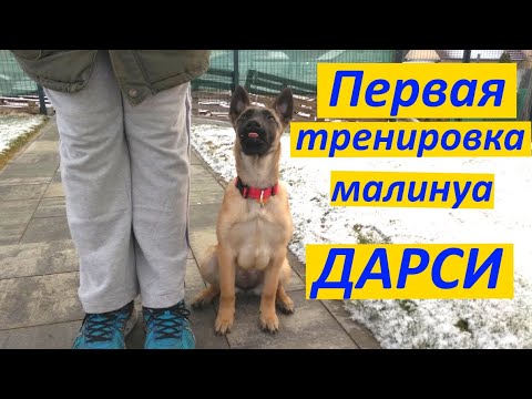 Видео: 278. Начальная дрессировка щенка бельгийской овчарки малинуа Дарси /сетричка Прайма