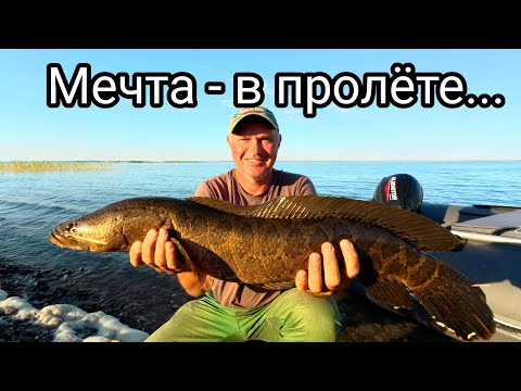 Видео: 🎣Балхашская рыбалка пошла не по плану… Змейголовы атакуют!