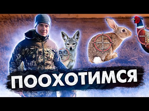 Видео: Охота на Шакала, Енотовидную собаку, Зайца и Фазана.