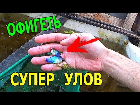 Видео: Вот это блин даа! Ловлю огромную пецилию и гигантских гуппи в бассейне